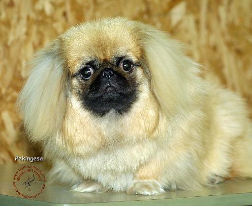 Pekingese 9R072D-121.JPG